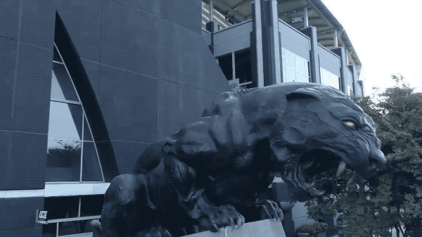 NFL球場驚現黑豹，觀眾都看呆了