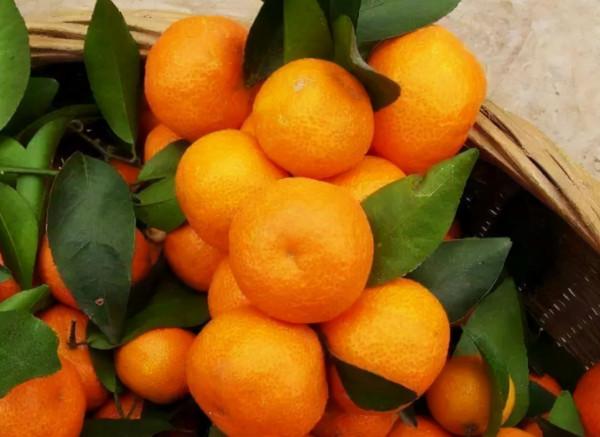 砂糖桔非常甜，糖尿病人真的可以吃？不清楚的建議看看