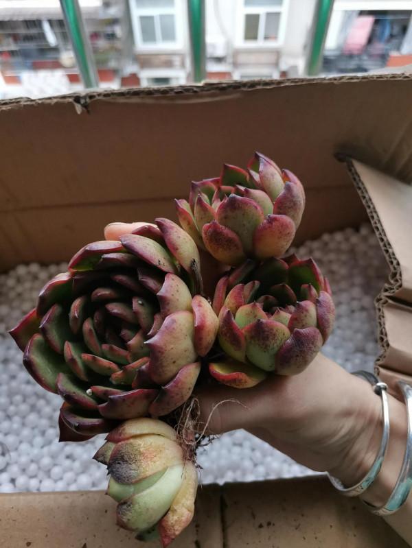 今天到了箱多肉開箱