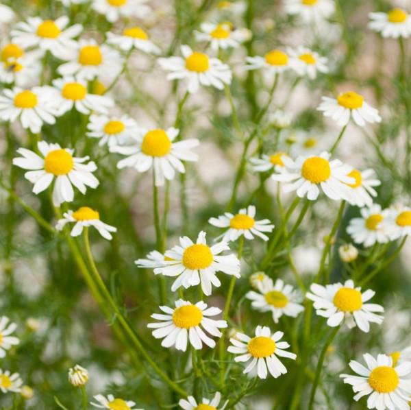 15 種在家庭中容易種植的香草