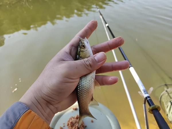 封竿6年有餘,重回釣壇沒做好準備用過期餌垂釣看看能不能有收穫 封竿6年有餘,重回釣壇沒做好準備用過期餌垂釣看看能不能有收穫