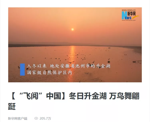圍觀！省媒報紙整版報道升金湖候鳥