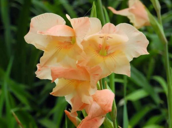 你喜歡蘭草花麼