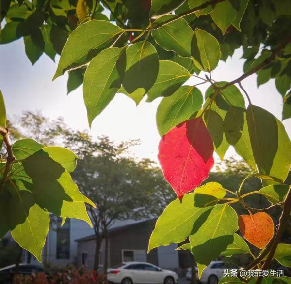 適合庭院種的“四大名貴樹”，經典美麗寓意好，寓意深遠價值高