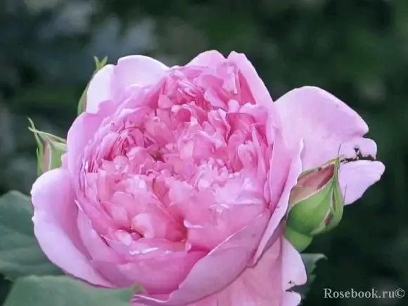 月季品種裡，據有牡丹月季之稱的6個品種，爭奇鬥豔，美不勝收