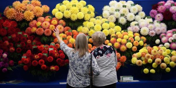 英國哈羅蓋特舉行秋季花果展 英國哈羅蓋特舉行秋季花果展