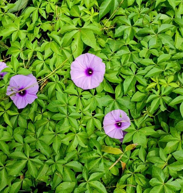 花園裡的“流氓”,都不是善類,沾上土就除不掉 花園裡的“流氓”,都不是善類,沾上土就除不掉