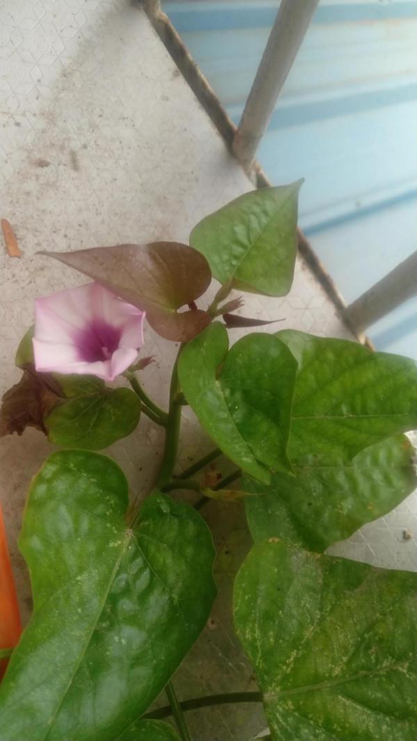 陽臺上的紫薯開了花