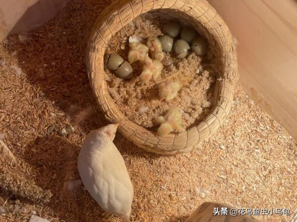 寵物養出新境界,養蘆丁雞,造景、撿蛋兩不誤 寵物養出新境界,養蘆丁雞,造景、撿蛋兩不誤