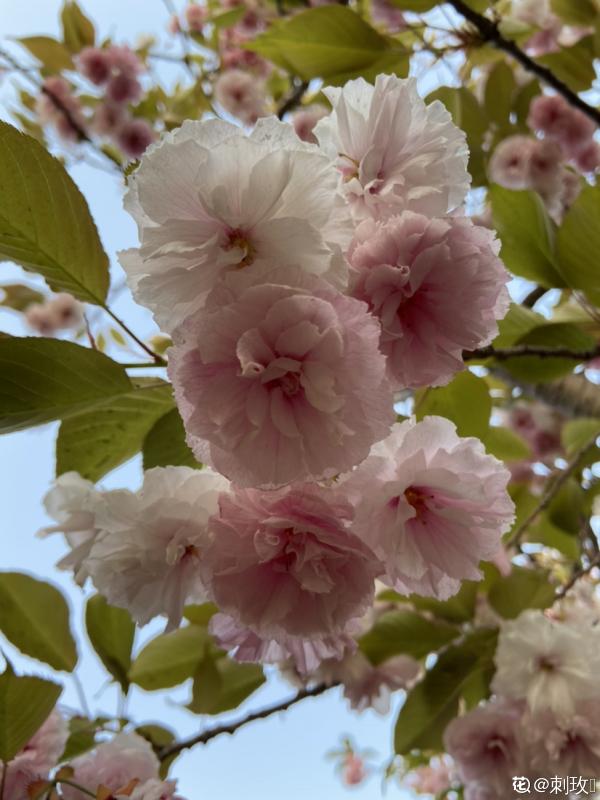 農村人的院子超上檔次，種花不在多，關鍵是選好品種