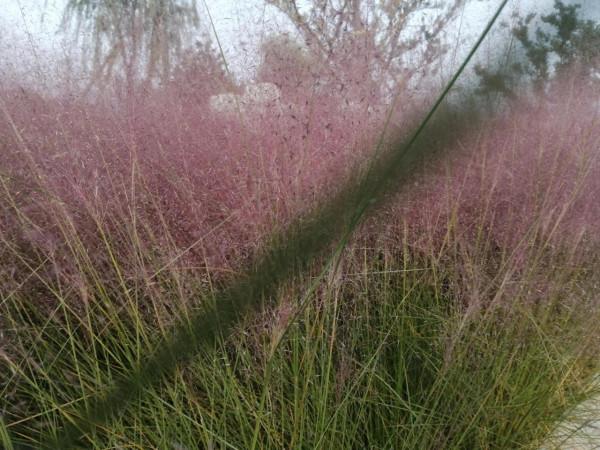 紅草與黃鴨大灰鵝 紅草與黃鴨大灰鵝