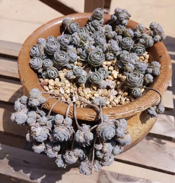 100種常見多肉圖鑑，比花還美，你認識幾種？