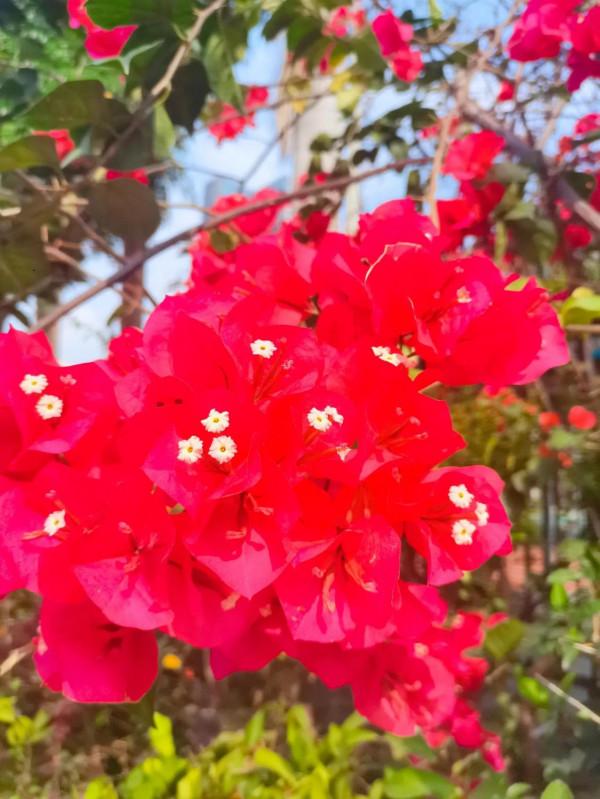 觀賞精品杜鵑 觀賞精品杜鵑