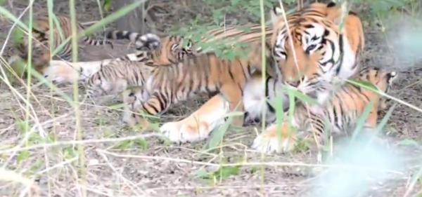 野生動物專家劉丹野化訓練東北虎，訓練虎崽，讓東北虎重返山林