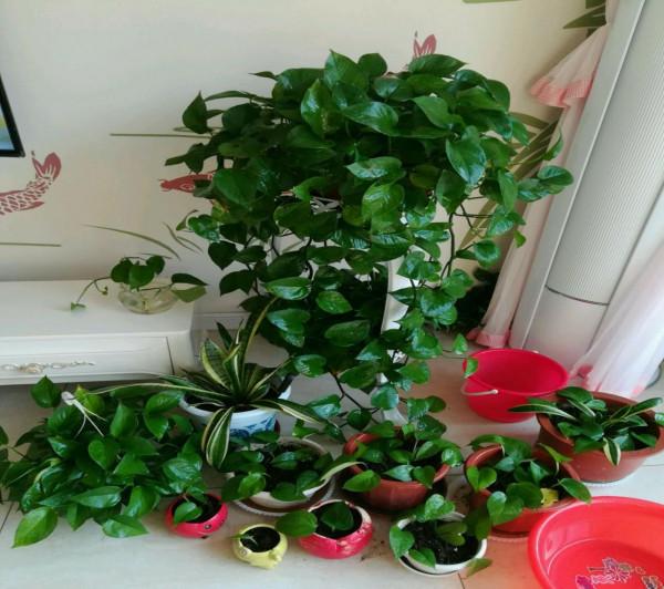 澆花，用好這4種“水”，效果就像打了激素，刺激植物瘋長