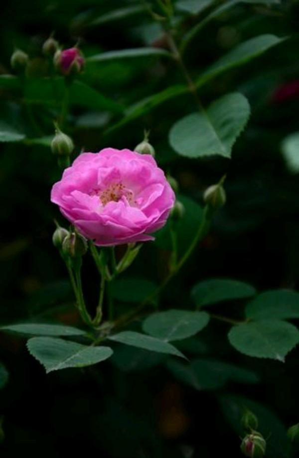 林清玄：心若香茗，靜聽花開