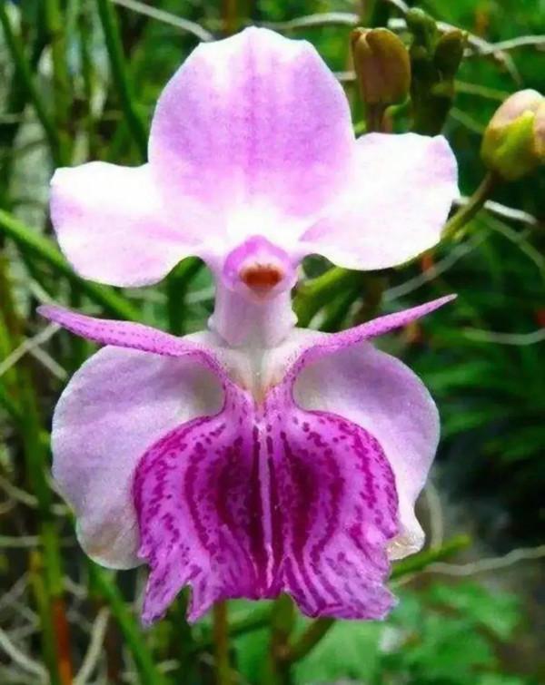 分享圖片&mdash;&mdash;奇美的花卉