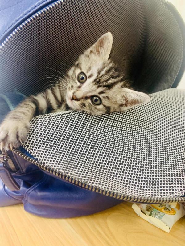 感恩生命的奇妙，被醫生下了死亡判決的貓咪活過來了