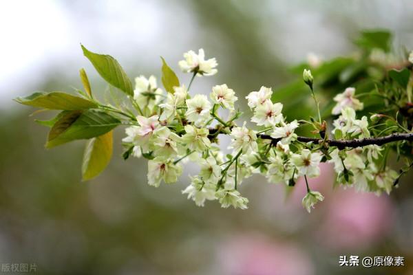 純潔、決絕，櫻花之關山櫻