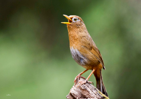 籠中鳥和林中鳥 籠中鳥和林中鳥