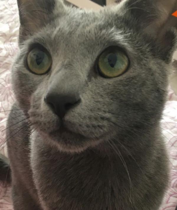 打貓真的有用嗎？