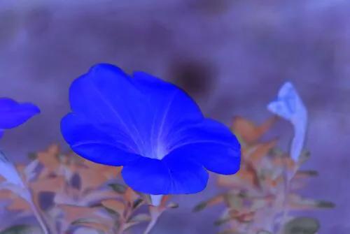 花壇皇后矮牽牛，五彩斑斕飲露秋