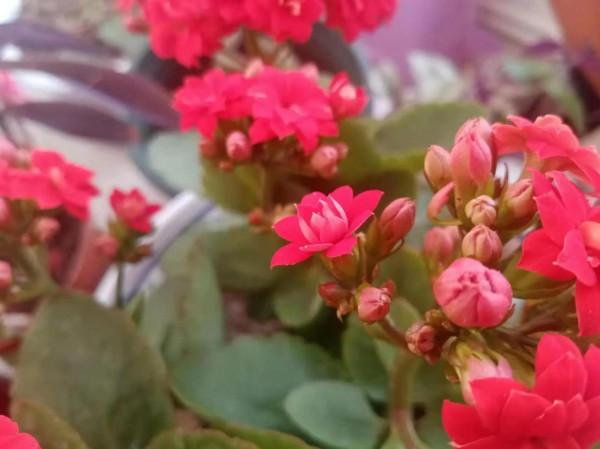 看看我的長壽花