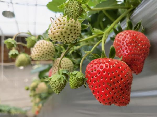 冬季去密雲採摘！香甜的草莓、開花的蔬菜，讓孩子驚喜連連！