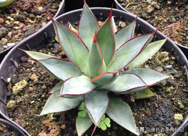 有一種帶紅邊的多肉叫瀧雷,好養到沒話說,我四季都扔在外面露養 有一種帶紅邊的多肉叫瀧雷,好養到沒話說,我四季都扔在外面露養