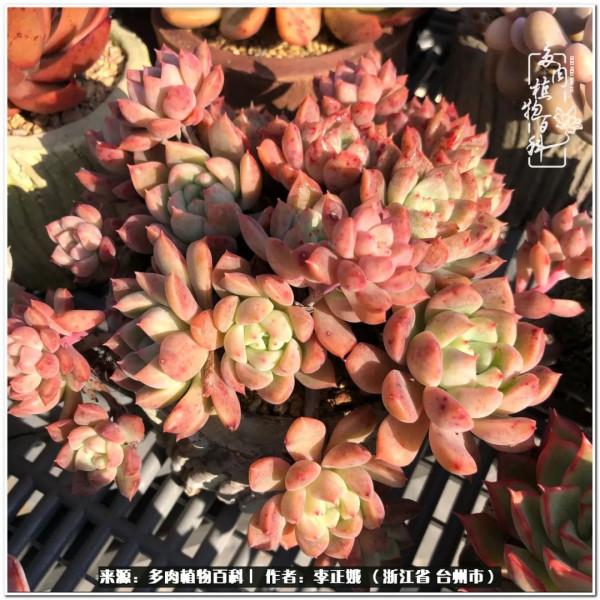 我的多肉，我的小世界