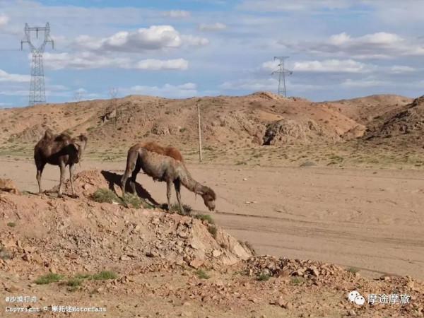 我的花甲之旅——沿途溼地沼澤,鳥語花香,森林草原,牛羊肥壯 我的花甲之旅——沿途溼地沼澤,鳥語花香,森林草原,牛羊肥壯