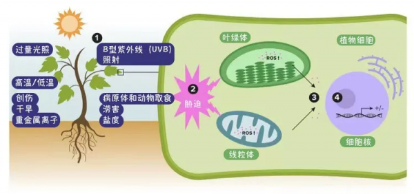 除了光合作用,葉綠體還有哪些神奇之處? 除了光合作用,葉綠體還有哪些神奇之處?