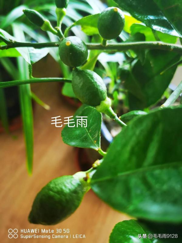 檸檬果長勢喜人