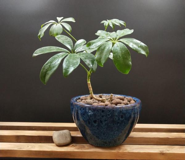 怎麼用磷酸二氫鉀養花，最大程度揮發效力？