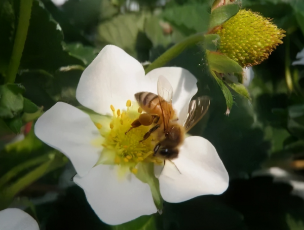 秋冬擱室內盆栽草莓，幹好3件事，開花多，結果大又甜
