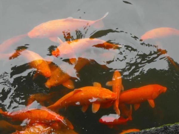 西湖遊記（詩一首，唯美生動）