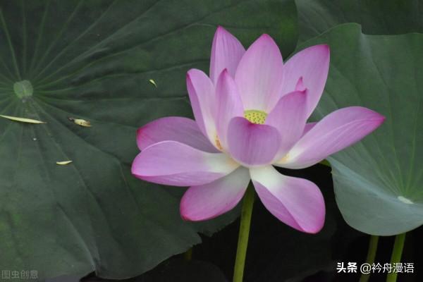 荷花與鳥兒的美麗邂逅