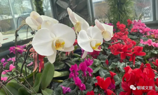 新春來賞花，感受春的氣息