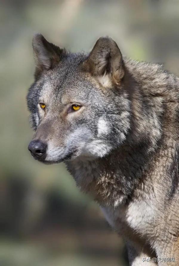 一個朋友的口述：自駕遊無人區車子拋錨，遇到狼群圍攻如何脫險？