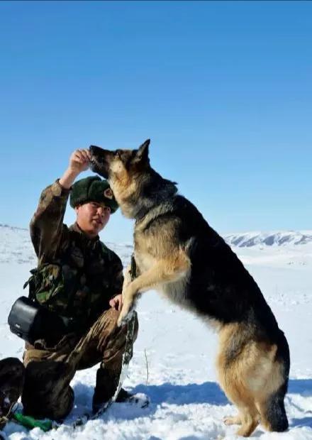 2019年，狼群陪戰士巡邏日久生情，退伍時，狼群舉動讓人淚目