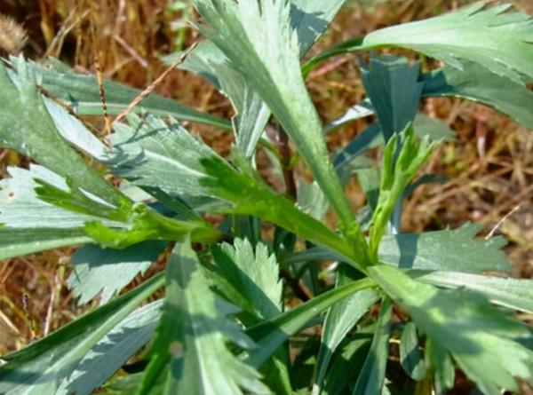 幾十年前,幾乎人人肚子裡都有的蛔蟲,為何現在沒有人聽說過了? 幾十年前,幾乎人人肚子裡都有的蛔蟲,為何現在沒有人聽說過了?