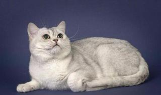 美國短毛貓丨銀虎斑