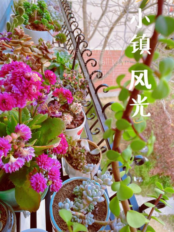 我的多肉王國 我的多肉王國