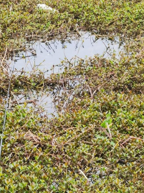 黃花錦簇白馬湖