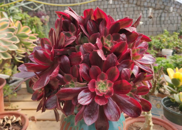 立春以後，正是法師&OpenCurlyDoubleQuote;上狀態&rdquo;最佳時間，記住3點，顏色快速變美