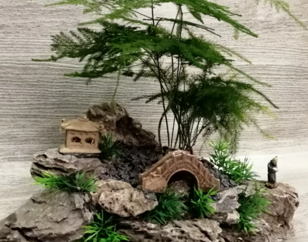 喜歡種植竹子,不用愁沒院子,將這3樣盆栽,輕鬆打造出雅緻盆景 喜歡種植竹子,不用愁沒院子,將這3樣盆栽,輕鬆打造出雅緻盆景