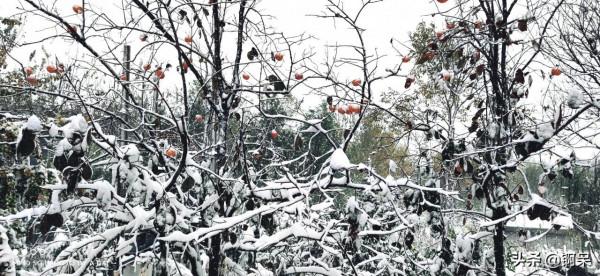 2021年的第一場雪 2021年的第一場雪