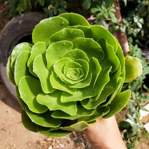 多肉植物 | 法師品種