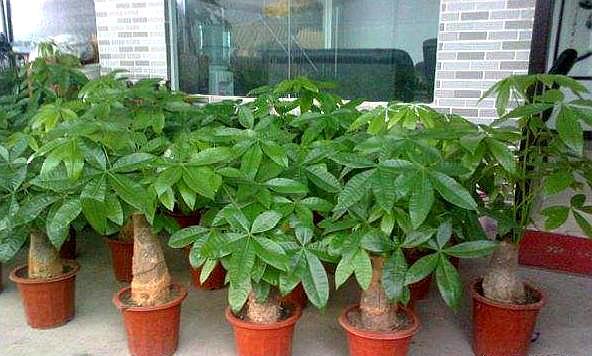 6種“吉利花”養在客廳裡,一帆風順,運氣好,日子越過越順當 6種“吉利花”養在客廳裡,一帆風順,運氣好,日子越過越順當