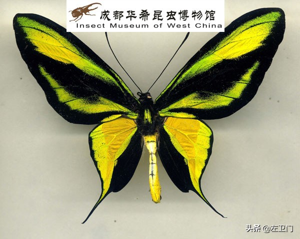 夢幻般的國蝶，你知道多少？